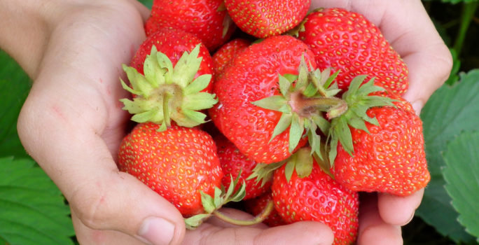 En hög av mogna jordgubbar, ett bär som många blir allergiska mot.